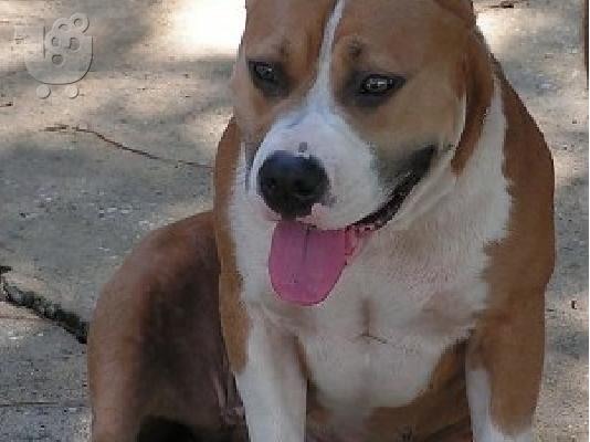 PoulaTo: PITBULL